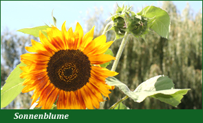 Sonnenblume